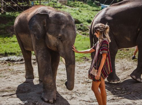 A digitally enhanced image of a tourist at an elephant sanctuary, using graphic elements, textures, text, and a stock image. “Female Tourist with Elephant” by Lais Schulz from Lais Schulz/Canva.
